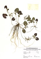 藏品(小莕菜)的圖片